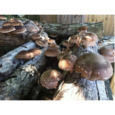 Мицелий Шиитаке штамм RL-7 (Lentinula edodes)